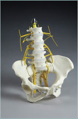 Pelvis & Lumbar Vertebrae & Sacral Plexi