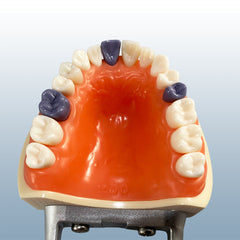 periodontal hygiene dental assisting model