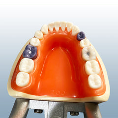 periodontal hygiene assisting dental model