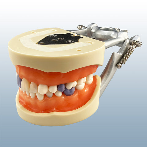 periodontal hygiene calibraion assisting model