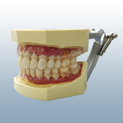 Periodontal Hygiene Model Calibration Probing