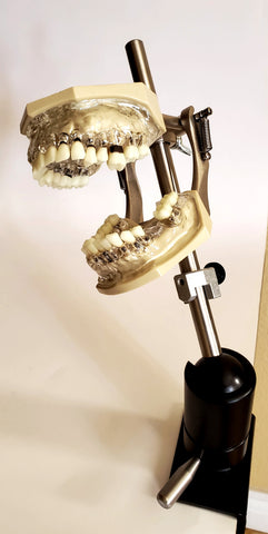 periodontal practice manikin model