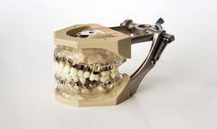 periodontal hygiene manikin model