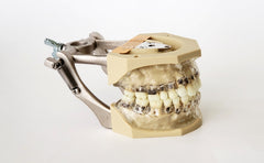 periodontal manikin model