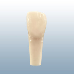 Periodontal Calibration probing model