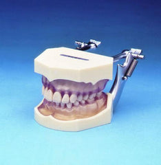 Periodontally Healthy Bony Affected Bone Resorption Model