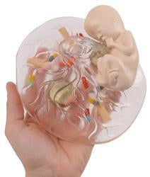 placenta anatomical model