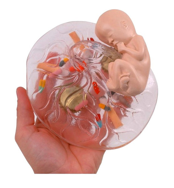 Placenta & Fetus Model