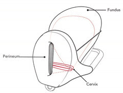 Postpartum Uterus Model Training Simulator