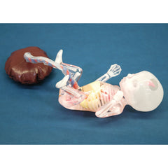 fetus ultrasound exam model