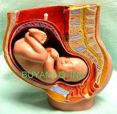 Pelvis Full-Term Pregnancy Model Two PartPelvis Full-Term Pregnancy Model Two Part