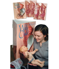 Fetal Placenta Model Amnion Chorion Folding Teaching Display