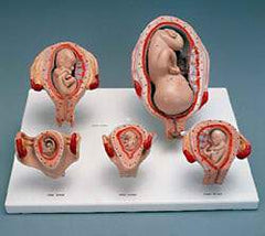Pregnancy Human Embryo Development Model Set Of 5 Parts