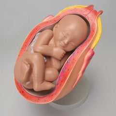 Fetus Uterus Development Model