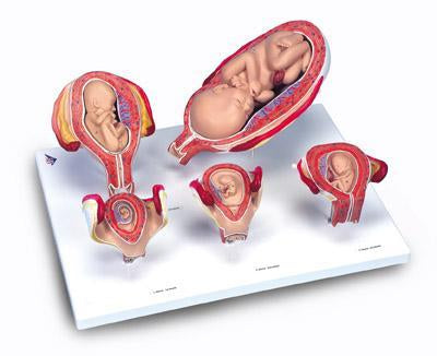 human pregnancy model