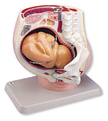 Pregnant Female Pelvis 3 Part, Removable Fetus 9 Month