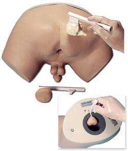 Prostate rectal Examination Simulator Model