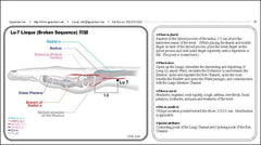 Qdex Acupuncturists Quick Index Quide Of Acupoints, Meridians