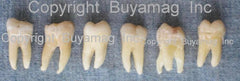 realhuman teeth sale