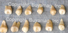 human real premolar teeth