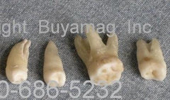 Real Human Teeth Combo Lateral Incisors Canine Premolars Molars  6