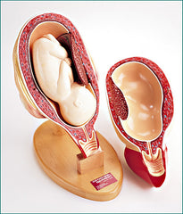 Fetal In uterus womb model