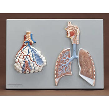 Human Respiratory System Model 2 Parts