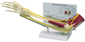 Elbow Model With Muscles