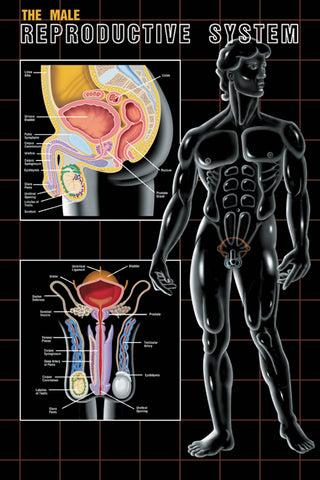 Male Reproductive System Poster Chart