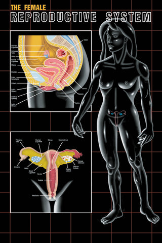 Female Reproductive System Poster Chart