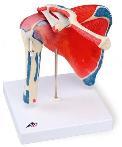 Shoulder Joint & Rotator Cuff 5 Parts