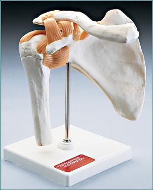 Functional Shoulder Joint Model