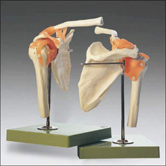 Shoulder Joint Functional Model