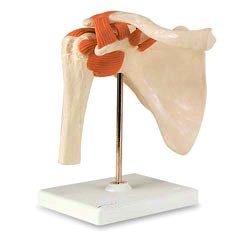 Shoulder Joint With Ligaments Functional Model