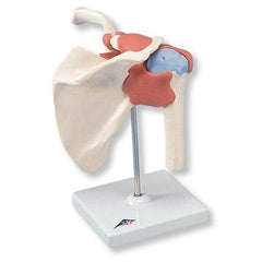 Shoulder Joint With Ligaments Cartilage Functional Model