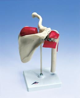 Sports Shoulder Joint Model