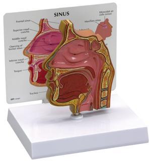 Sinus Model
