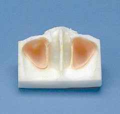 sinus lift model
