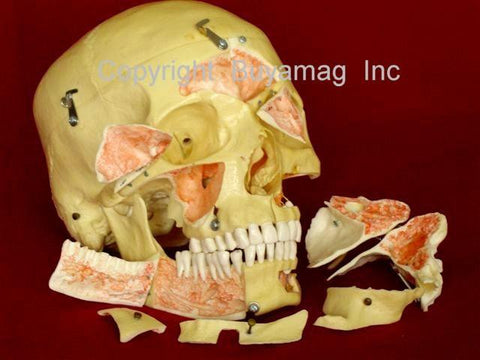  skull anatomical model
