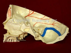 Dental Skull Model Neurology Sinus 14 Sections