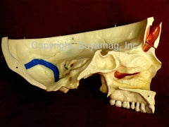 Dental Skull Model Neurology Sinus 14 Sections