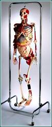 Skele-Torso Deluxe & Internal Organs Muscles Nerves Ligaments Articulated