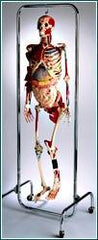 Skeleton Model Deluxe With Internal Organs, Muscles Nerves, Ligaments