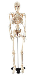 skeleton model