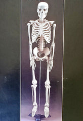 skeleton model