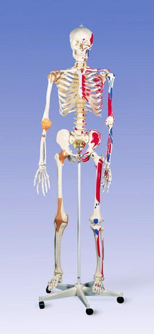 Super Skeleton  Model & Joints & Ligaments