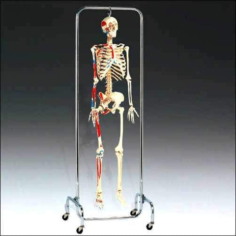 X-Ray Skeleton Model Painted Muscle Labeled X-Ray Opacity & Chrome Full Frame Stand