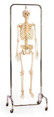 X-Ray Skeleton Model Painted Muscle Labeled X-Ray Opacity & Chrome Full Frame Stand