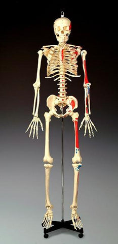 skeleton model