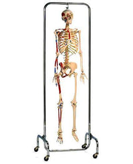 X-Ray Skeleton Model Painted Muscle Labeled X-Ray Opacity & Chrome Full Frame Stand